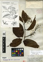 Isotype of Banisteria caapi Spruce ex Grisebach [family MALPIGHIACEAE]