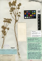 Type of Euphorbia palmeri Engelmann [family EUPHORBIACEAE]