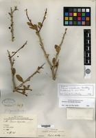Isotype of Schinus marchandii F. A. Barkley [family ANACARDIACEAE]