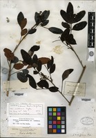 Syntype of Schinus terebinthifolius Raddi var. raddianus Engler [family ANACARDIACEAE]