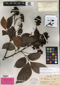 Holotype of Guioa capillacea A. C. Smith [family SAPINDACEAE]