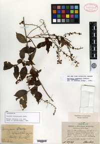 Type of Serjania stenopterygia Radlkofer [family SAPINDACEAE]