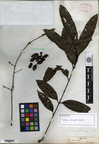 Type of Talisia carinata Radlkofer [family SAPINDACEAE]