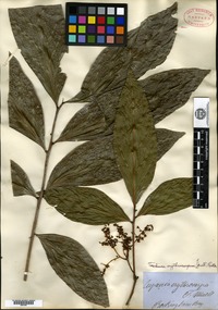Type? of Cupania erythrocarpa F. Mueller [family SAPINDACEAE]