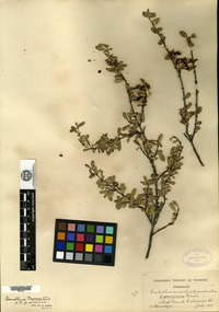 Type? of Ceanothus connivens Greene [family RHAMNACEAE]