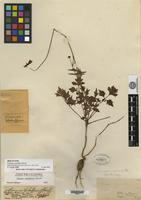 Holotype of Cosmos schaffneri Sherff [family ASTERACEAE]