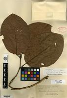 Isotype of Nauclea formicaria Elmer [family RUBIACEAE]