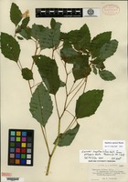 Isotype of Impatiens biflora Walter f. platymeris Weatherby [family BALSAMINACEAE]