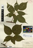 Syntype of Rubus canadensis Linnaeus var. septemfoliolatus Blanchard [family ROSACEAE]