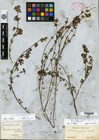 Isotype of Hosackia cytisoides Bentham [family FABACEAE]