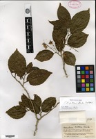 Isotype of Homalium pittieri S. F. Blake [family FLACOURTIACEAE]