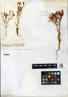 Isotype of Erythraea calycosa Buckley [family GENTIANACEAE]