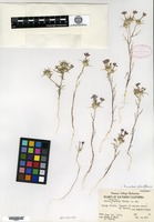 Isotype of Gilia sherman-hoytae T. T. Craig [family POLEMONIACEAE]
