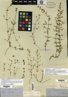 Lectotype of Galium proliferum A. Gray [family RUBIACEAE]
