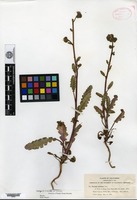 Isotype of Phacelia crenulata Torrey var. funerea J. W. Voss ex Munz [family HYDROPHYLLACEAE]