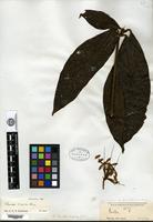 Type of Pavetta hispida Hiern [family RUBIACEAE]