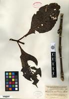 Type of Hoffmannia ecuatoriana Standley [family RUBIACEAE]