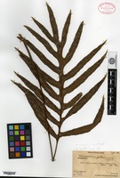 Isotype of Microsorum pitcairnense Copeland [family POLYPODIACEAE]