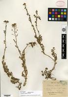 Isotype of Cardamine multijuga Franchet [family BRASSICACEAE]