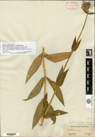 Type of Lychnis fulgens Fischer var. wilfordii Regel [family CARYOPHYLLACEAE]