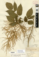 Isotype of Aruncus pubescens Rydberg [family ROSACEAE]