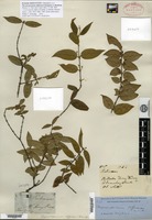 Isosyntype of Thysanospermum diffusum Champion ex Bentham [family RUBIACEAE]