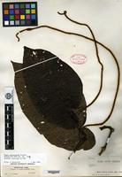 Isotype of Piper percostatum Yuncker [family PIPERACEAE SP.]