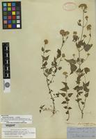 Holotype of Eupatorium sonorae A. Gray [family ASTERACEAE]