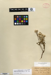 Isotype of Vernonia suprafastigiata Klatt [family ASTERACEAE]