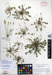 Holotype of Leavenworthia exigua Rollins var. laciniata Rollins [family BRASSICACEAE]