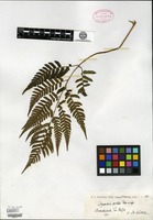 Type? of Dryopteris polita Rosenstock [family DRYOPTERIDACEAE]