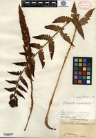 Holotype of Osmunda cinnamomea Linnaeus var. asiatica Fernald [family OSMUNDACEAE]