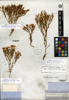 Lectotype of Erythraea calycosa Buckley var. nana A. Gray [family GENTIANACEAE]