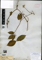 Syntype of Gurania spruceana Cogniaux [family CUCURBITACEAE]