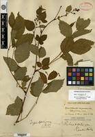 Type of Rubus villosus Link var. randii L. H. Bailey [family ROSACEAE]