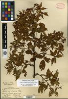 Lectotype of Rubus nigrobaccus L. H. Bailey var. calycosus Fernald [family ROSACEAE]