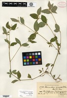 Isotype of Alternanthera micrantha R. E. Fries [family AMARANTHACEAE]