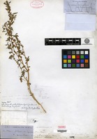 Type of Amblogyna urceolata (Bentham) A. Gray var. obcordata A. Gray [family AMARANTHACEAE]