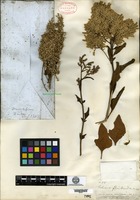 Type of Celosia floribunda A. Gray [family AMARANTHACEAE]
