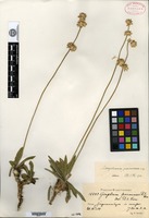 Isotype of Gomphrena paranensis R. E. Fries [family AMARANTHACEAE]