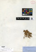 Type of Philoxerus wrightii Hooker f. [family AMARANTHACEAE]