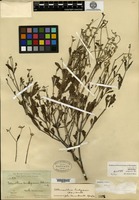 Holotype of Telanthera snodgrassii B. L. Robinson [family AMARANTHACEAE]