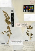 Isolectotype of Obione phyllostegia Torrey ex S. Watson [family CHENOPODIACEAE]