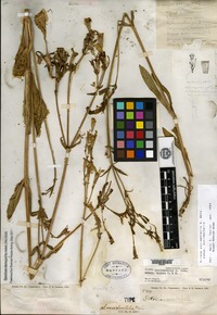 Type of Silene occidentalis S. Watson [family CARYOPHYLLACEAE]