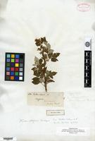 Type of Rubus idaeus Linnaeus var. canadensis Richardson [family ROSACEAE]
