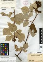 Isosyntype of Rubus phoenicolasius Maxim. [family ROSACEAE]