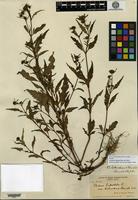 Holotype of Bidens tripartita Linnaeus var. heterodoxa Fernald [family ASTERACEAE]