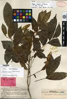 Isoneotype of Ptelea arborea Blanco [family RUTACEAE]