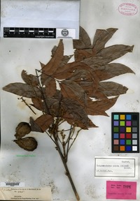 Type of Cupania acuta Hiern [family SAPINDACEAE]