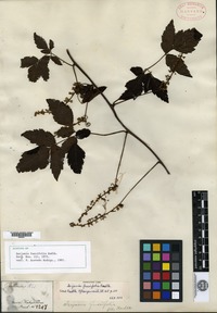 Syntype of Serjania fuscifolia Radlkofer [family SAPINDACEAE]